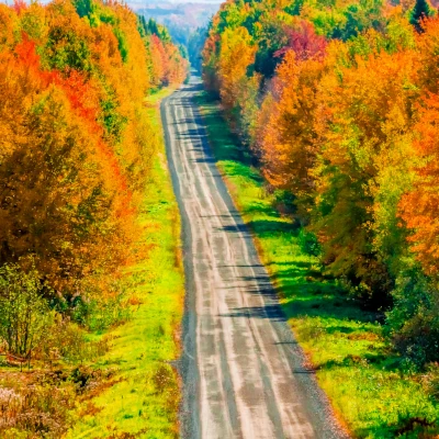 Grande route bordée d'arbres aux couleurs orangées, illustrant un voyage au Canada en automne