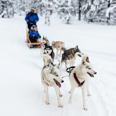Photo de chiens de traineau dans la neige, illustrant les activités réalisables lors d'un voyage au Canada l'hiver